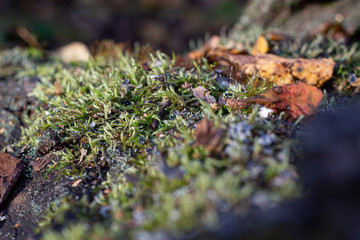 Moss on a tree in the forest in autumn