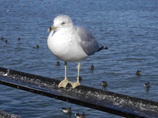seagull on post near ocean