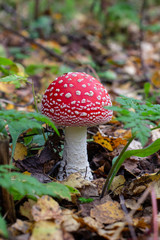 Beautiful red mushroom in autumn. Mushrooms in the forest.