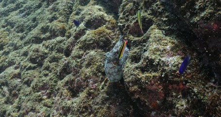 Octopus in a shipwreck, Sea of Cortez, Mexico