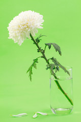 white carnation flower in glasses green background