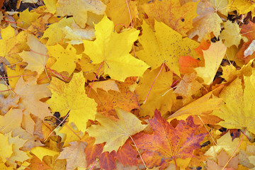 Naklejka na ściany i meble Golden autumn, beautiful background of orange leaves