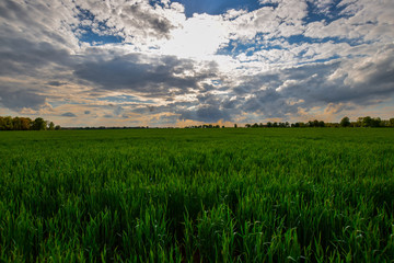 green cornfield
