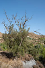 tree in the Lucainena river, near the town of Lucainena