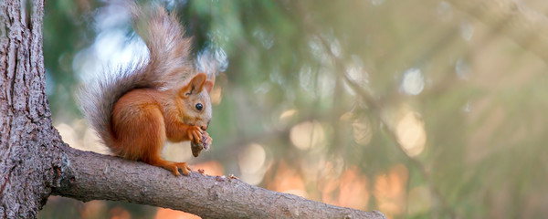 Cute orange furry squirrel eating in the park during autumn fall season