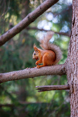 Cute orange furry squirrel eating in the park during autumn fall season