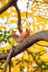 Cute orange furry squirrel eating in the park during autumn fall season