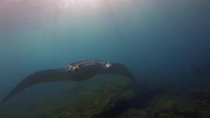 Graceful Manta Ray Close Up Swimming Overhead With Mouth Closed, Cephalic Fins Rolled & Fin Wings Spread Wide Open  In Blue Sea Water & Sunlit Sea Surface. Big Sea Ray & Large Pelagic Marine Life