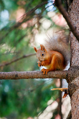 Naklejka na ściany i meble Cute orange furry squirrel eating in the park during autumn fall season