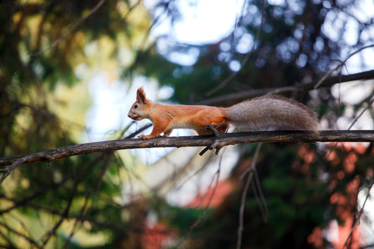 Cute orange furry squirrel walking on the tree in the park during autumn fall season
