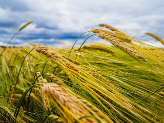 Unripe wheat in a field of green.