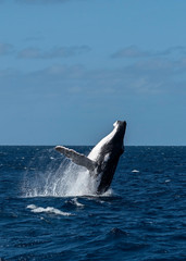 Breaching adult humpback whale male in Tonga © Janos