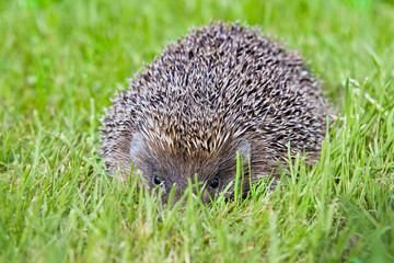 hedgehog