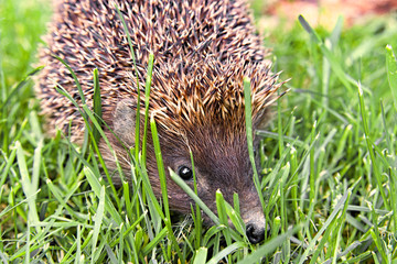 hedgehog