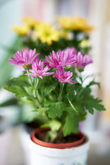 bouquet of flowers in vase on white background