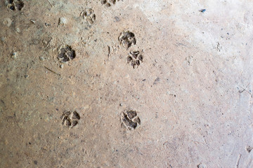 Surface, animal footprints on the ground
