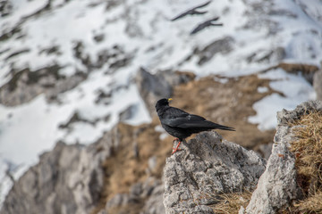 Alpine chough standing on rock, winter time