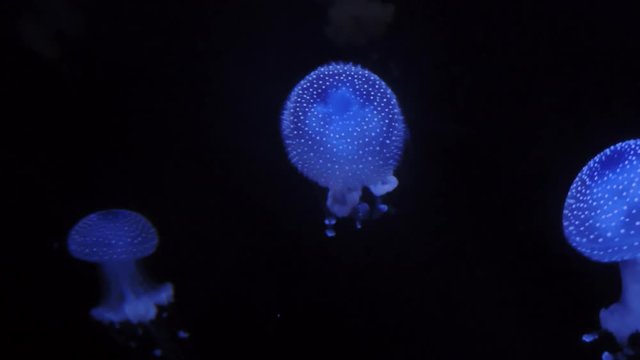 Blue jellyfish swimming in black water