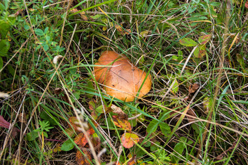 slippery mushroom oiler grows in the grass