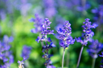 blue purple Salvia flower in spring natural green field background
