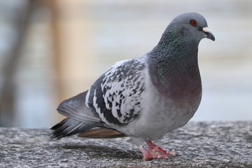 pigeon