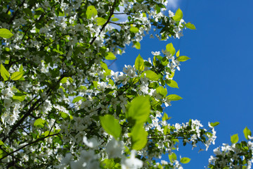 Fototapeta na wymiar Blooming apple tree against a clear blue sky.