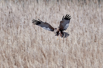 Western marsh harrier (Circus aeruginosus)