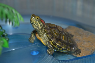 Fototapeta premium Small to Medium-sized Turtle