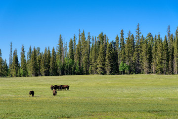 Buffalo grazing near the North Rim of the Grand Canyon, Arizona