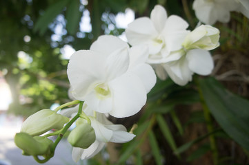 Fototapeta na wymiar Beautiful white orchid.
