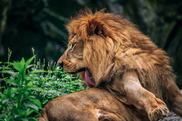 Close up of lion face