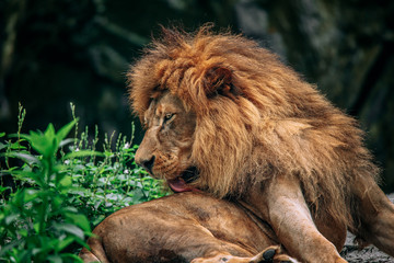 Close up of lion face