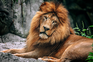 Fototapeta na wymiar Close up of lion face