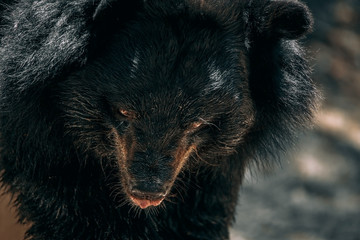 Close ups of danger black bear