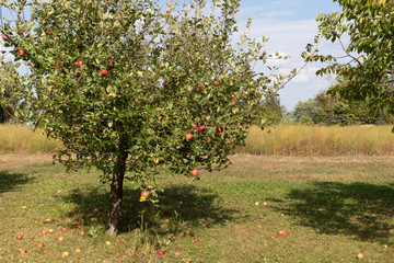 Fototapeta premium apples on tree