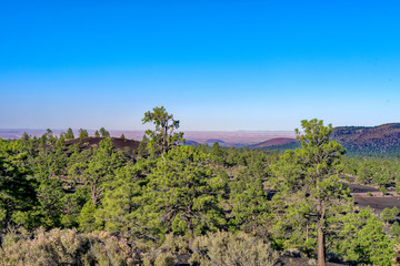 Naklejka premium Ponderosa pine forest in Sunset Crater Volcano National Monument