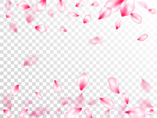 Spring blossom isolated petals flying