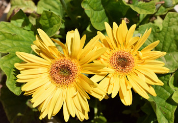Gerbera daisies, two yellow flower in the garden. Transvaal Daisy.