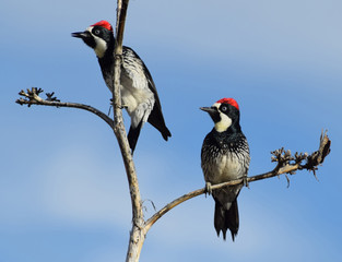 two Acorn Woodpeckers on branches, looking the same direction, with blue sky background. Melanerpes...