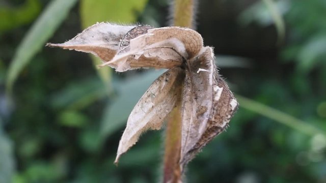 Abelmoschus moschatus fruit after falling seeds