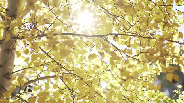 afternoon sun lights up golden aspen leaves in the fall season in colorado