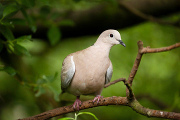 Collared dove wild bird in a tree