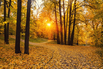 Bright trees in the sunny autumn park