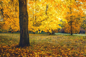 Naklejka na ściany i meble Bright tree in the sunny autumn park