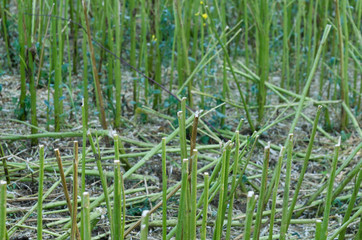 cut stems in harvested field with oilseed rape