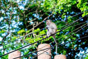 Monkey sitting on the wires safe and comfortable way  
