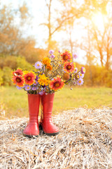 bouquet of bright autumn flowers in rubber boots. autumn season background. garden flowers in red...