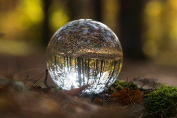Fototapeta na wymiar forest through a bruning glass