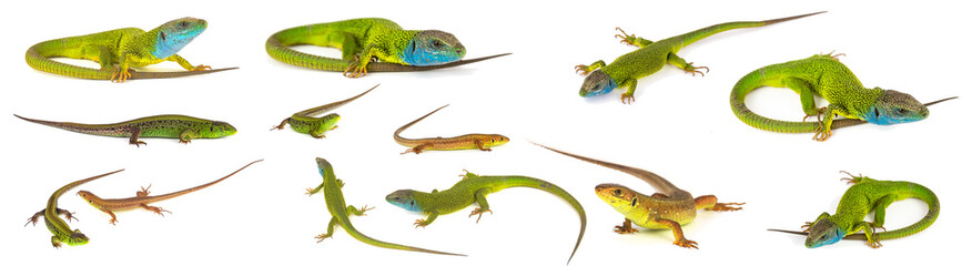 Green lizard set collection isolated on white background