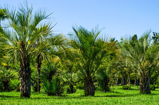 Palm trees and lawns in the park © Сергей Михайлов